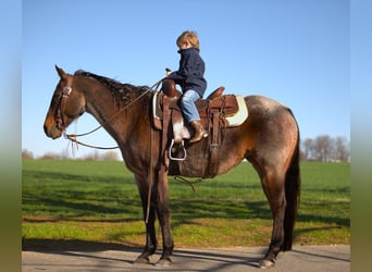 American Quarter Horse, Mare, 16 years, 15 hh, Bay