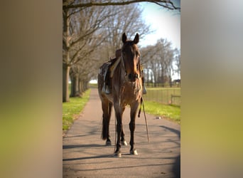American Quarter Horse, Mare, 16 years, 15 hh, Bay