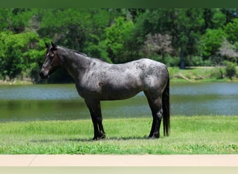 American Quarter Horse, Mare, 16 years, 15 hh, Roan-Blue
