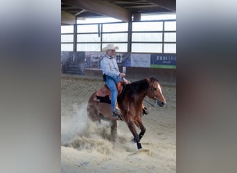 American Quarter Horse, Mare, 16 years, 15,1 hh, Brown