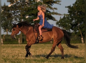 American Quarter Horse, Mare, 16 years, 15,1 hh, Brown