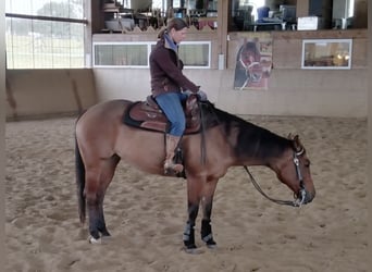 American Quarter Horse, Mare, 16 years, 15,1 hh, Brown