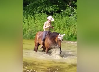 American Quarter Horse, Mare, 16 years, 15,1 hh, Brown