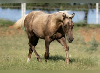 American Quarter Horse, Mare, 16 years, Chestnut