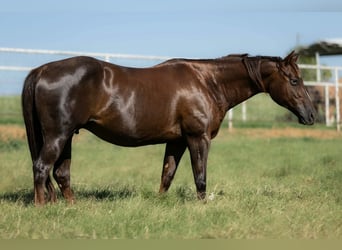 American Quarter Horse, Mare, 16 years, Chestnut