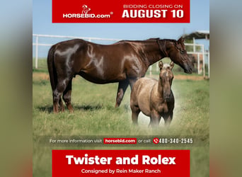 American Quarter Horse, Mare, 16 years, Chestnut
