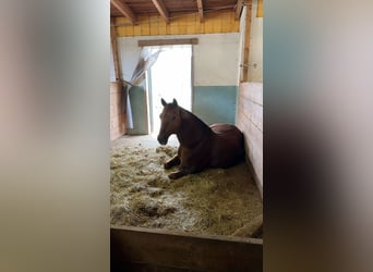 American Quarter Horse, Mare, 16 years, Chestnut-Red