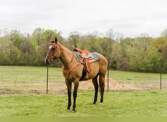 American Quarter Horse, Mare, 16 years, Dun