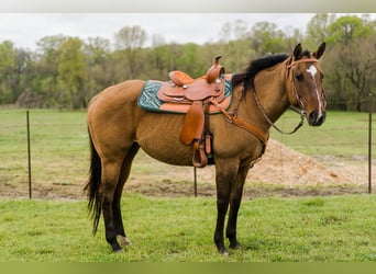 American Quarter Horse, Mare, 16 years, Dun
