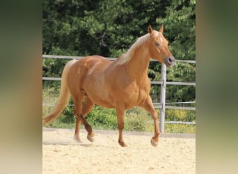 American Quarter Horse, Mare, 16 years, Palomino