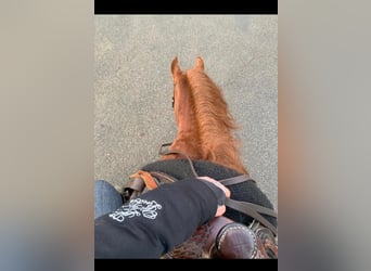 American Quarter Horse, Mare, 17 years, 13,2 hh, Chestnut-Red