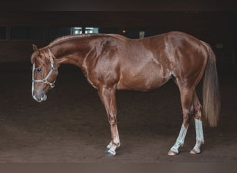American Quarter Horse, Mare, 17 years, 13.2 hh
