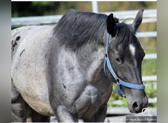 American Quarter Horse, Mare, 17 years, 14.1 hh, Gray-Blue-Tan
