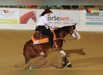 American Quarter Horse, Mare, 17 years, 14.2 hh, Brown