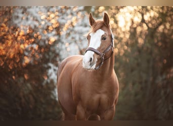 American Quarter Horse Mix, Mare, 17 years, 14.2 hh, Chestnut-Red