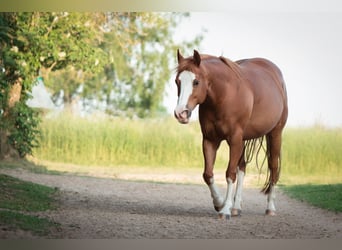 American Quarter Horse Mix, Mare, 17 years, 14.2 hh, Chestnut-Red