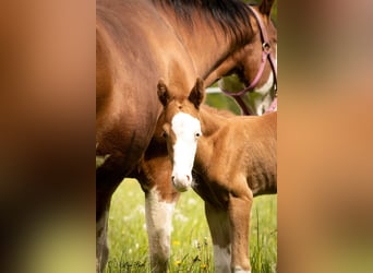 American Quarter Horse, Mare, 17 years, 14,2 hh, Brown