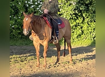 American Quarter Horse, Mare, 17 years, 14,3 hh, Red Dun