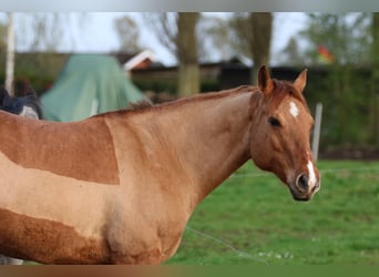 American Quarter Horse, Mare, 17 years, 14,3 hh, Red Dun