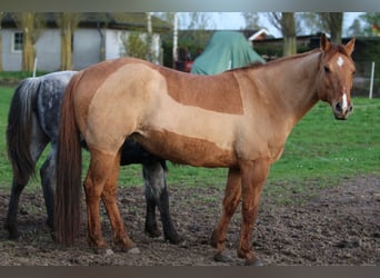 American Quarter Horse, Mare, 17 years, 14,3 hh, Red Dun