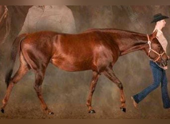 American Quarter Horse, Mare, 17 years, 15,1 hh, Chestnut-Red