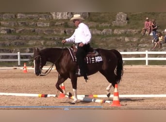 American Quarter Horse, Mare, 17 years, 15.1 hh, Chestnut