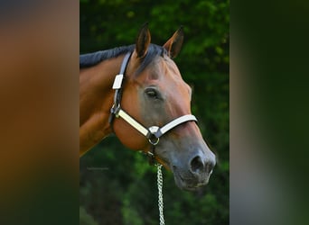 American Quarter Horse, Mare, 17 years, 15.2 hh, Brown