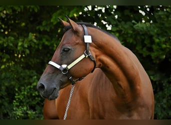 American Quarter Horse, Mare, 17 years, 15.2 hh, Brown
