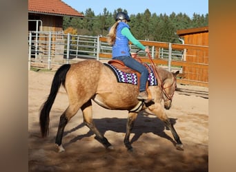 American Quarter Horse, Mare, 17 years, 15 hh, Buckskin