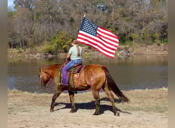 American Quarter Horse, Mare, 17 years, 15 hh, Red Dun