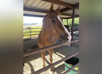 American Quarter Horse, Mare, 17 years, 16 hh, Chestnut