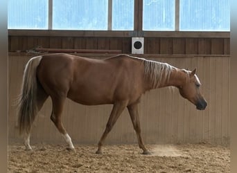 American Quarter Horse, Mare, 17 years, Palomino