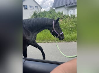 American Quarter Horse, Mare, 18 years, 14,1 hh, Gray-Blue-Tan