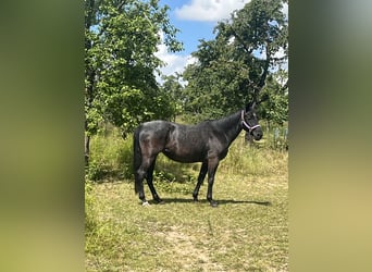 American Quarter Horse, Mare, 18 years, 14,1 hh, Gray-Blue-Tan