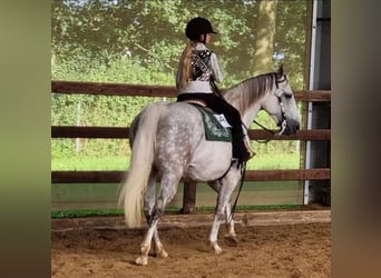 American Quarter Horse, Mare, 18 years, 14.1 hh, Gray