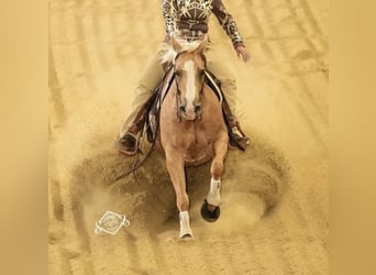 American Quarter Horse, Mare, 18 years, 14.2 hh, Palomino