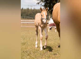 American Quarter Horse, Mare, 18 years, 14.2 hh, Palomino