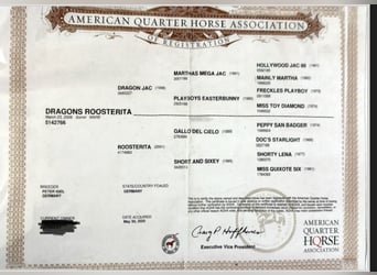 American Quarter Horse, Mare, 18 years, 14.3 hh, Chestnut-Red