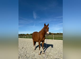 American Quarter Horse, Mare, 18 years, 14.3 hh, Chestnut-Red