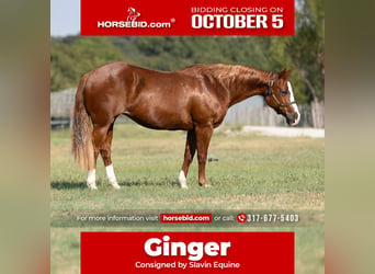 American Quarter Horse, Mare, 18 years, 14 hh, Sorrel