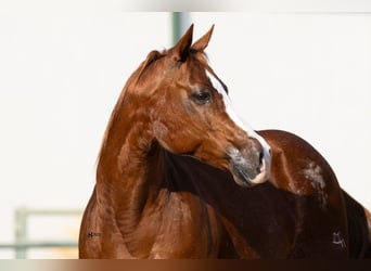 American Quarter Horse, Mare, 18 years, 14 hh, Sorrel