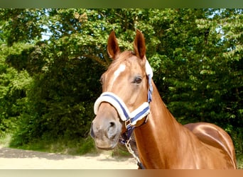 American Quarter Horse, Mare, 18 years, 15.1 hh, Chestnut-Red