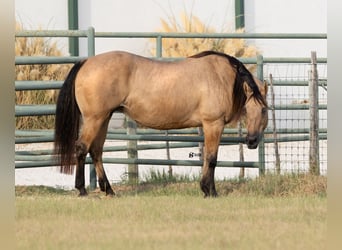 American Quarter Horse, Mare, 18 years, 15 hh, Buckskin