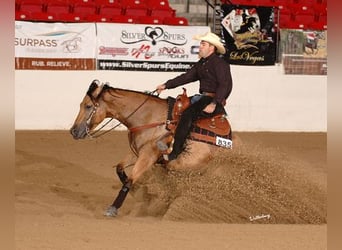 American Quarter Horse, Mare, 18 years, 15 hh, Buckskin