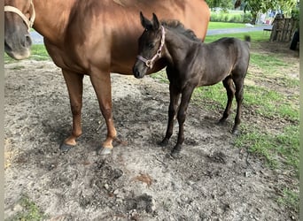 American Quarter Horse Mix, Mare, 18 years, 15 hh, Chestnut