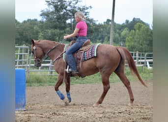 American Quarter Horse, Mare, 18 years, 15 hh, Roan-Red