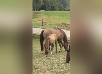 American Quarter Horse, Mare, 18 years, Sorrel