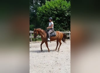 American Quarter Horse, Mare, 19 years, 14,1 hh, Chestnut-Red