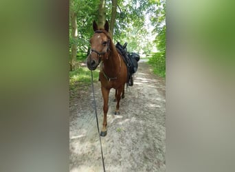 American Quarter Horse, Mare, 19 years, 14,1 hh, Chestnut-Red