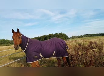 American Quarter Horse, Mare, 19 years, 14,1 hh, Chestnut-Red